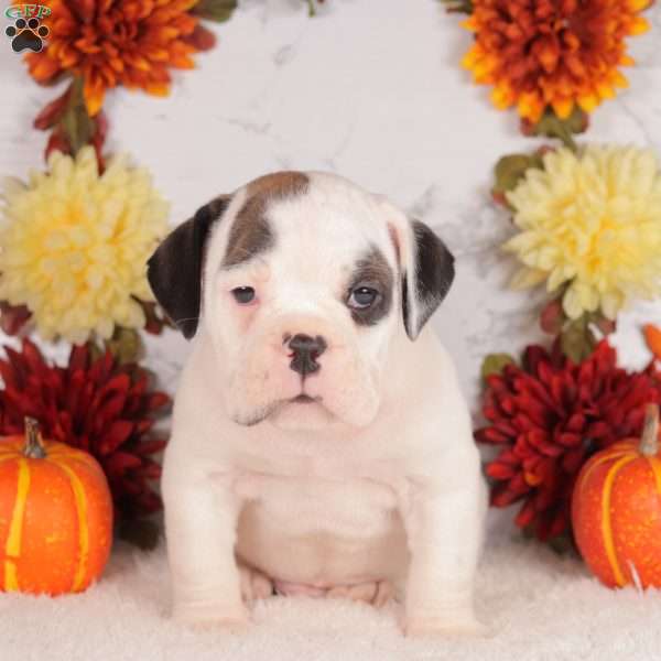 Spike, English Bulldog Puppy