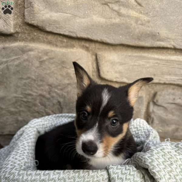 Pablo, Pembroke Welsh Corgi Puppy