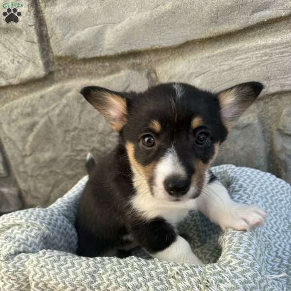 Daisy, Pembroke Welsh Corgi Puppy