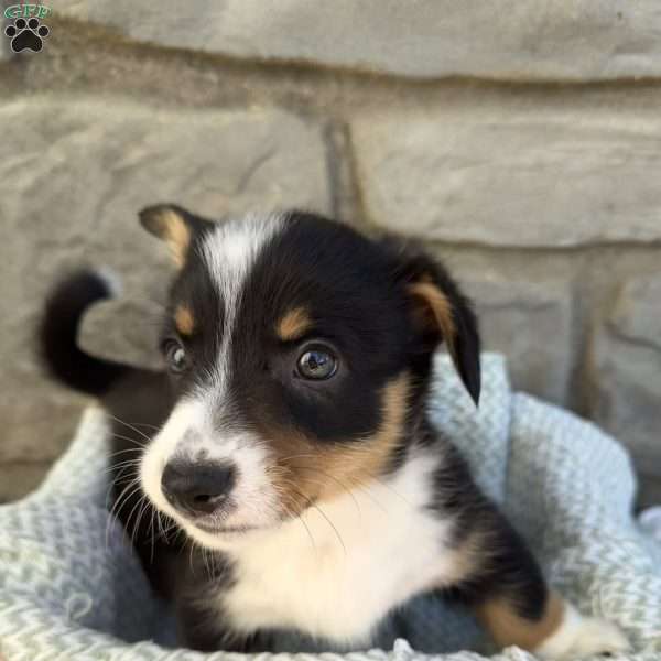 Rocky, Pembroke Welsh Corgi Puppy