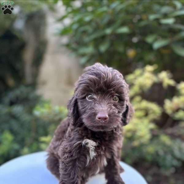 Noble, Mini Aussiedoodle Puppy