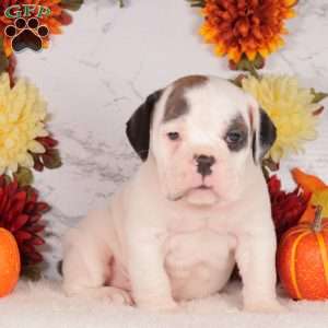 Spike, English Bulldog Puppy