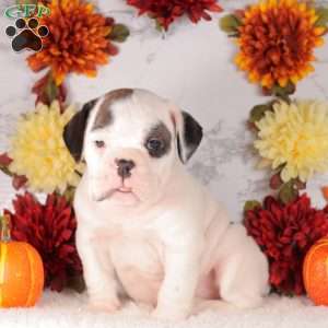 Spike, English Bulldog Puppy