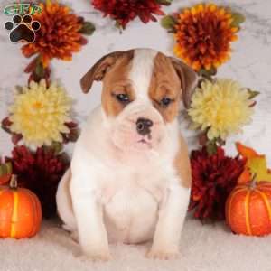 Scarlet, English Bulldog Puppy