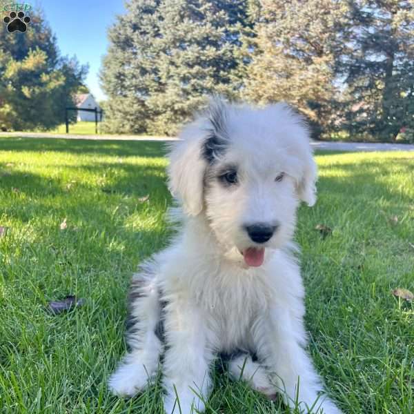 Jackie, Old English Sheepdog Puppy