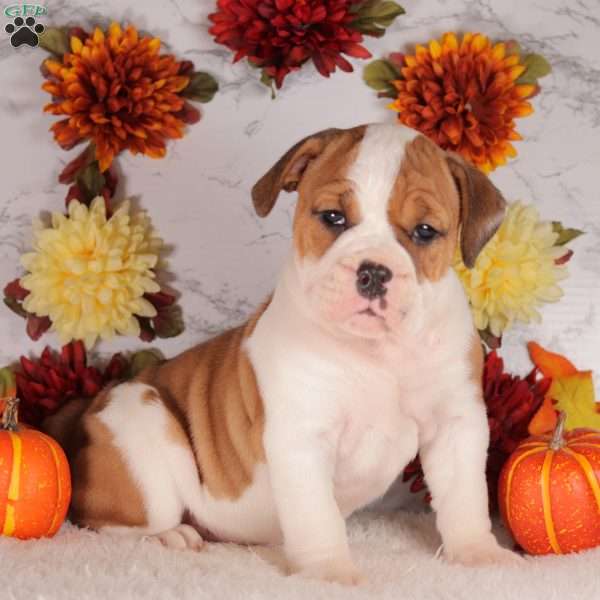 Scarlet, English Bulldog Puppy