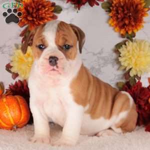 Scarlet, English Bulldog Puppy