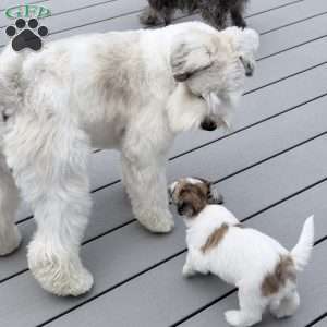 Rosie, Miniature Schnauzer Puppy