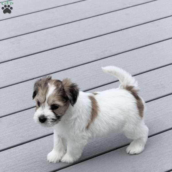 Rosie, Miniature Schnauzer Puppy