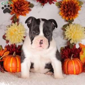 Snickers, English Bulldog Puppy