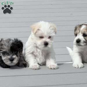 Blanca, Miniature Schnauzer Puppy