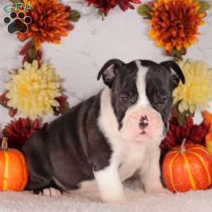 Snickers, English Bulldog Puppy