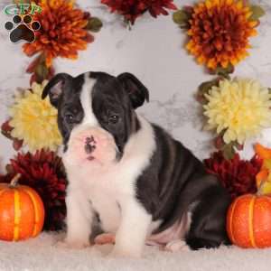 Snickers, English Bulldog Puppy
