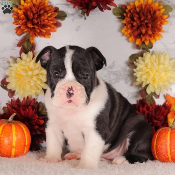 Snickers, English Bulldog Puppy