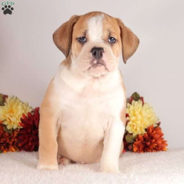 Dominick, English Bulldog Puppy