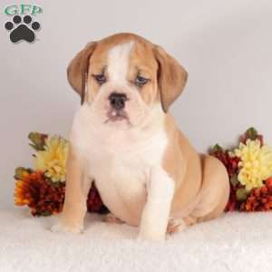 Dominick, English Bulldog Puppy