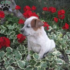 Skipper, Australian Shepherd Mix Puppy