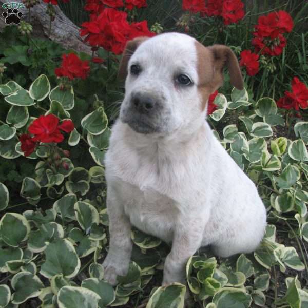 Skipper, Australian Shepherd Mix Puppy