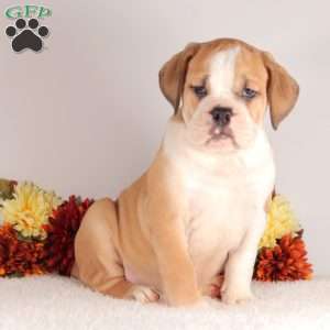 Dominick, English Bulldog Puppy