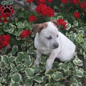 Skipper, Australian Shepherd Mix Puppy
