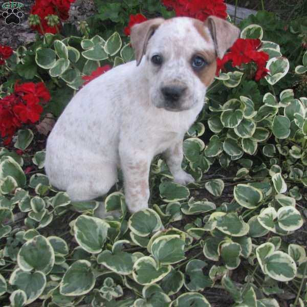 Sandra, Australian Shepherd Mix Puppy