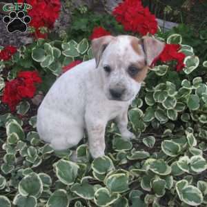 Sandra, Australian Shepherd Mix Puppy