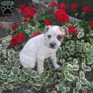 Sandra, Australian Shepherd Mix Puppy