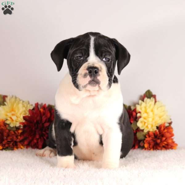 Dixie, English Bulldog Puppy