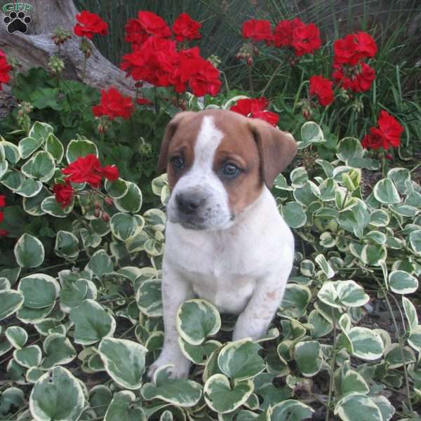 Charkey, Australian Shepherd Mix Puppy