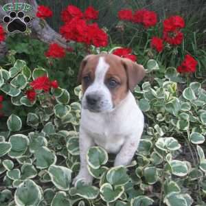 Charkey, Australian Shepherd Mix Puppy