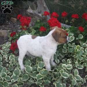 Charkey, Australian Shepherd Mix Puppy