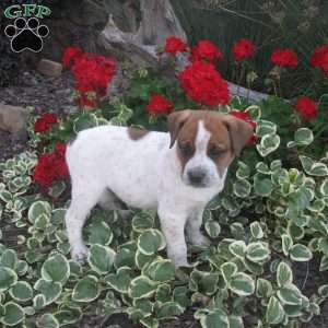 Charkey, Australian Shepherd Mix Puppy