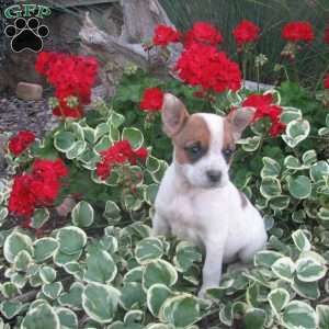 Pansey, Australian Shepherd Mix Puppy