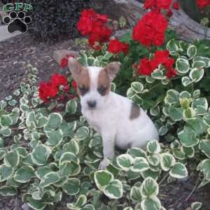 Pansey, Australian Shepherd Mix Puppy