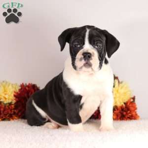 Dixie, English Bulldog Puppy