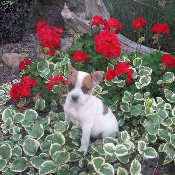 Pansey, Australian Shepherd Mix Puppy