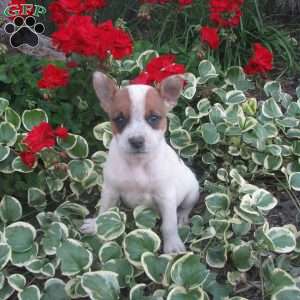 Pansey, Australian Shepherd Mix Puppy