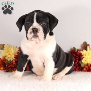 Dixie, English Bulldog Puppy