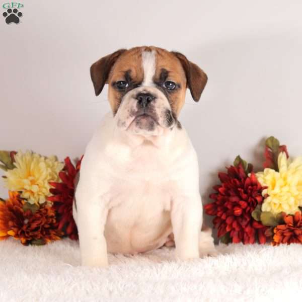 Dancer, English Bulldog Puppy