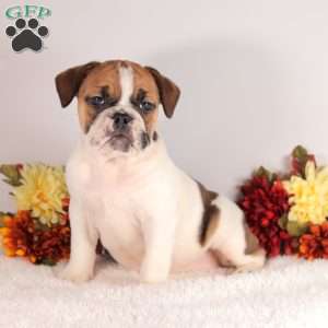Dancer, English Bulldog Puppy