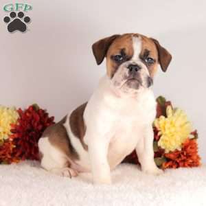 Dancer, English Bulldog Puppy