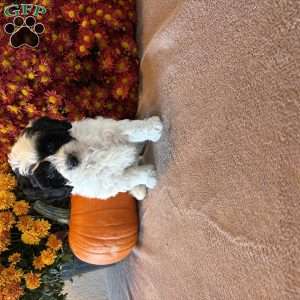 Pirate, Maltipoo Puppy