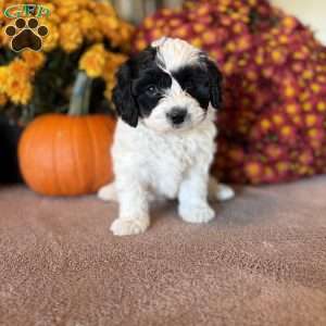 Pirate, Maltipoo Puppy