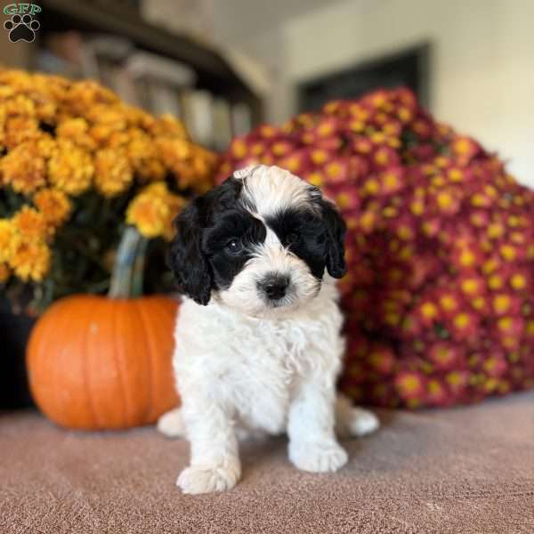 Pirate, Maltipoo Puppy