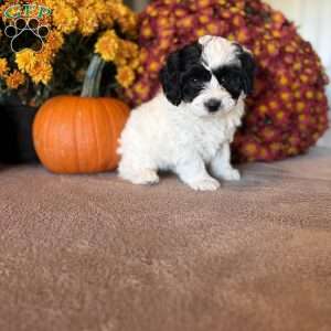 Pirate, Maltipoo Puppy
