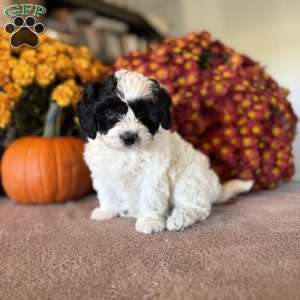 Pirate, Maltipoo Puppy