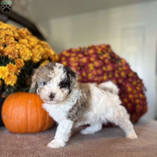 Princess, Maltipoo Puppy
