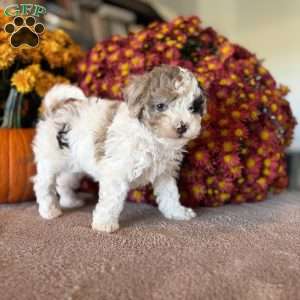 Princess, Maltipoo Puppy