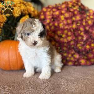 Princess, Maltipoo Puppy