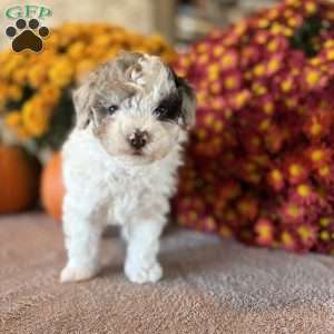 Princess, Maltipoo Puppy